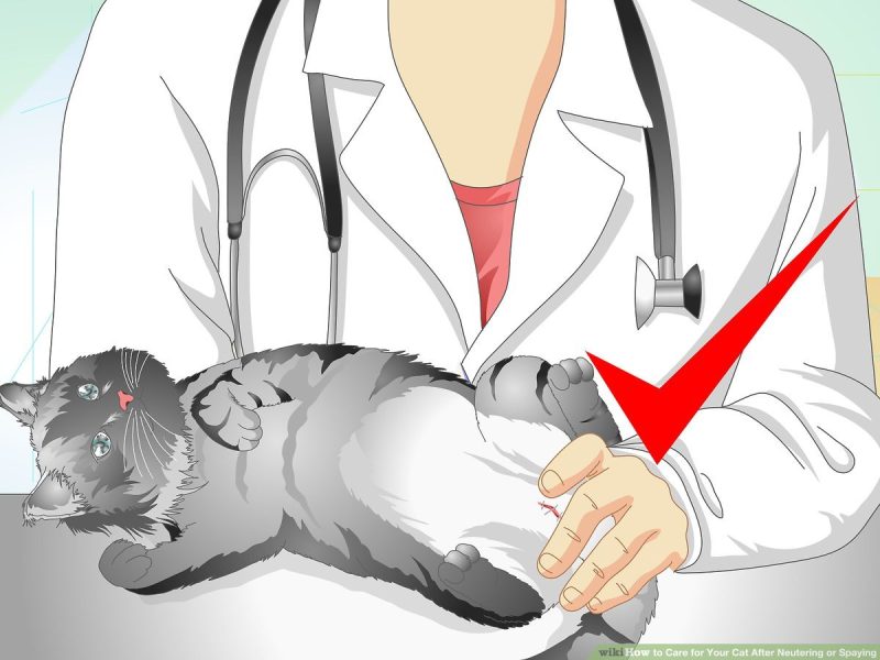 Katės sterilizacija